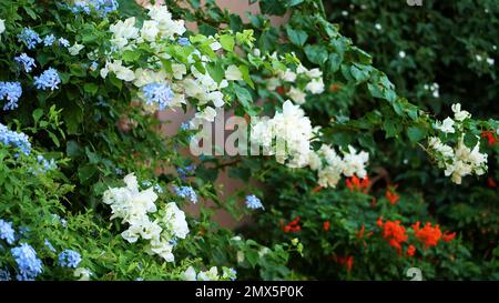 bougainvillea fiori, cespuglio con bellissimi fiori rosa, verde brillante succosa. estate calda giorno. Foto di alta qualità Foto Stock