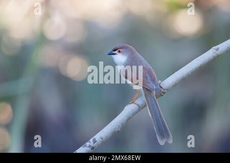 Giallo-eyed Babbler Foto Stock