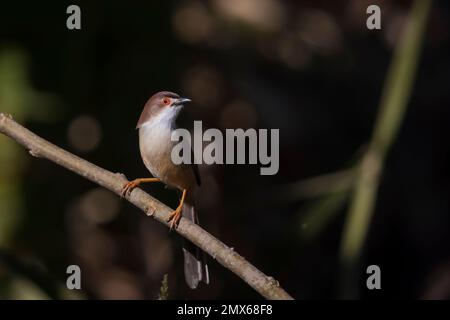 Giallo-eyed Babbler Foto Stock