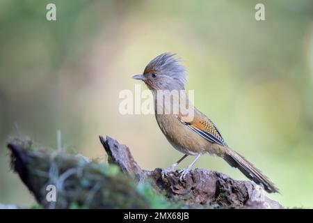 Rusty-fronteggiata Barwing Foto Stock