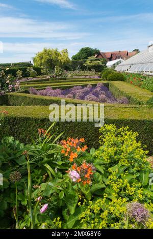 Purple Alliums all'interno del formale Box hedging con Alchemilla Mollis e arancione Lillies nel giardino da cucina murato a Arundel Castle, West Sussex, UK Foto Stock