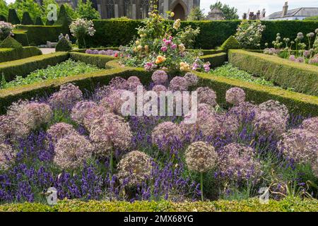 Purple Alliums, lavanda e rosa e rose gialle all'interno della formale scatola che si trova nel giardino da cucina murato di Arundel Castle, West Sussex, UK Foto Stock