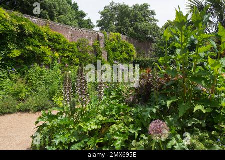 Le braghe di Bear e gli Alleati Viola ai confini con la Wisteria che cresce sulle pareti del giardino da cucina murato a Arundel Castle, West Sussex, UK Foto Stock