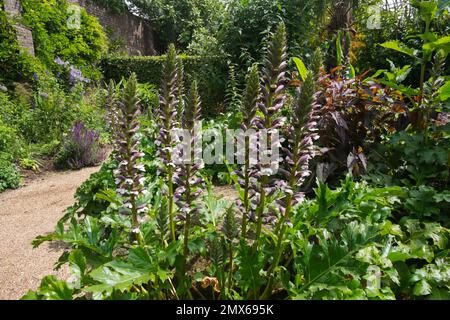 Le braghe di Bear e gli Alleati Viola ai confini con la Wisteria che cresce sulle pareti del giardino da cucina murato a Arundel Castle, West Sussex, UK Foto Stock