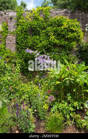 Clematis viola, Salvias e Alleums ai confini con la Wisteria che cresce sulle pareti del giardino da cucina murato a Arundel Castle, West Sussex, UK Foto Stock