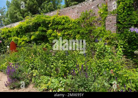 Clematis viola, Salvias e Alleums ai confini con la Wisteria che cresce sulle pareti del giardino da cucina murato a Arundel Castle, West Sussex, UK Foto Stock