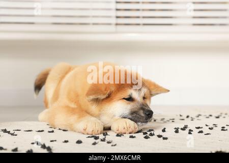 Carino cucciolo Akita Inu al coperto. Animale bambino Foto Stock