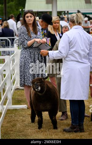 La pecora Ryeland colorata (vello scuro, pecora o ariete) è in piedi con il contadino (donna) per giudicare dai funzionari - Great Yorkshire Show, Harrogate, England, UK. Foto Stock