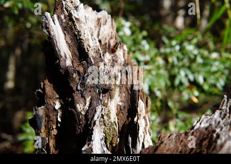 Arbol Viejo Foto Stock