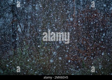 Neve flurry con fiocchi di neve caduta allover e uno sfondo di alberi e cespugli di colori verde e marrone Foto Stock