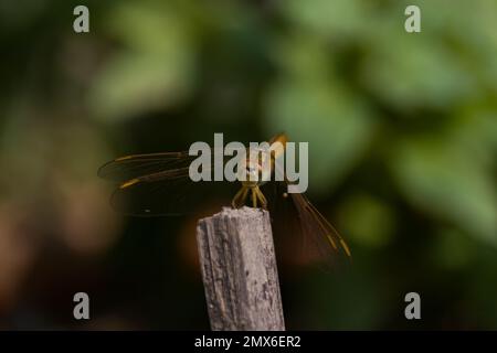 libellula gialla comune seduta su un bastone. Foto Stock