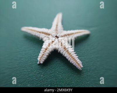 Stelle marine piccole