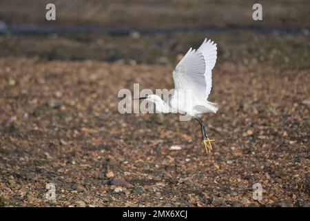 Piccola gretta (Egretta garzetta) decollo dalla costa con la bassa marea Foto Stock