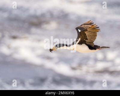 Colonia cormorana imperiale sull'isola delle carcasse nelle Falkland Foto Stock