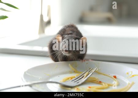 Ratto vicino a piatto sporco sul bancone della cucina. Controllo di peste Foto Stock