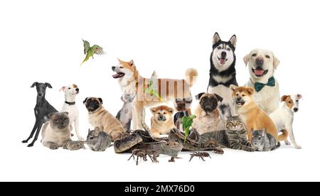 Gruppo di animali domestici diversi su sfondo bianco Foto Stock
