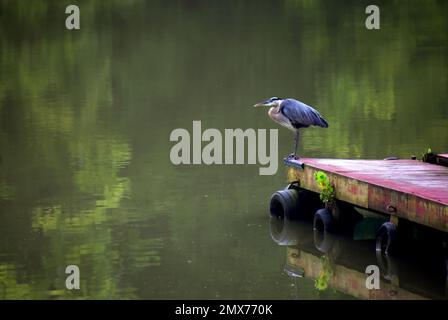 Grey Heron si trova sul bordo di una banchina galleggiante in legno sul fiume Clinch nel Tennessee. Foto Stock