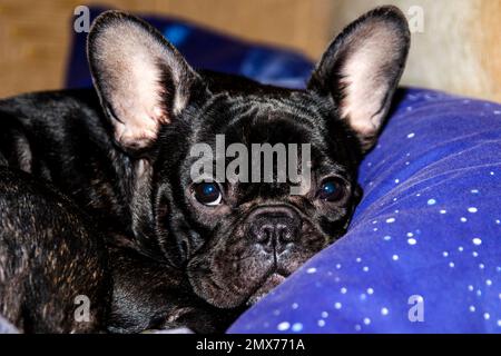 Primo piano ritratto di un bulldog francese nero che giace blu su un cuscino Foto Stock