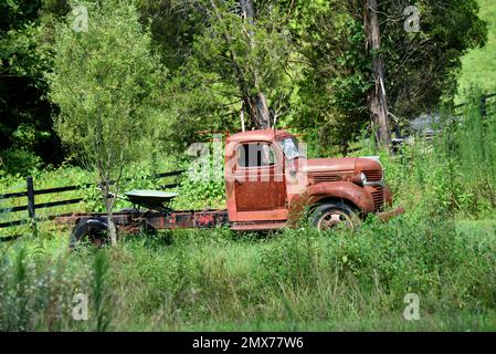L'immagine umorosa mostra il vecchio, arrugginito dumper Dodge sovrascolato di erbacce. Letto mancante e una carriola ruota siede sul telaio. Foto Stock