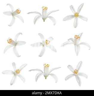 Set di bellissimi fiori di agrumi fioriti su sfondo bianco Foto Stock