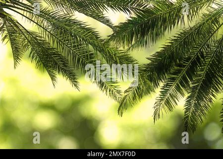 Foglie di belle palme tropicali all'aperto Foto Stock