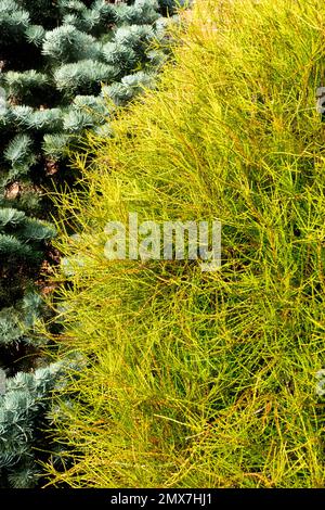 Thuja Franky Boy, Platycladus orientalis, Thuja, albero, Giardino Foto Stock