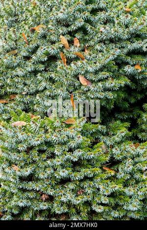 Abete rosso Serbo, Giardino, Conifer, albero, Picea omorika Pimoko Foto Stock