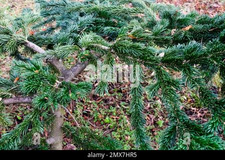 Aby nordmanniana robusta, Nordmann Fir Foto Stock