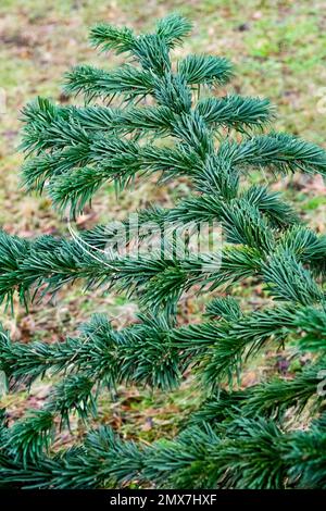 Nordmann Fir Abies nordmanniana robusta Foto Stock