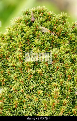 Alberta Spruce, Picea glauca Albertiana, Conifer, primo piano, aghi Foto Stock