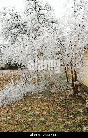 Georgetown, Texas USA febbraio 2023 - alberi spezzati e vegetazione a causa della tempesta di ghiaccio invernale nel Texas centrale Foto Stock