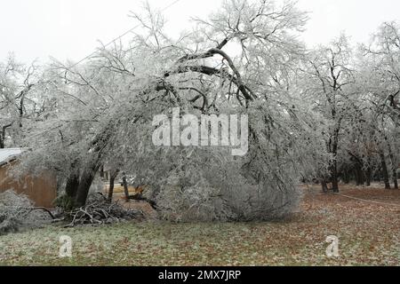 Georgetown, Texas USA, febbraio 2023 - alberi spezzati e vegetazione a causa della tempesta di ghiaccio invernale nel Texas centrale Foto Stock