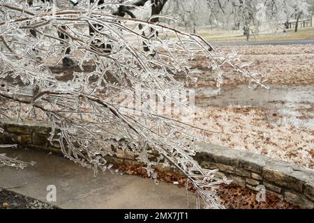 Georgetown, Texas USA , febbraio 2023 - alberi spezzati e vegetazione a causa della tempesta di ghiaccio invernale nel Texas centrale Foto Stock