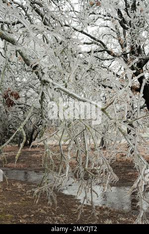 Georgetown, Texas USA , febbraio 2023 - alberi spezzati e vegetazione a causa della tempesta di ghiaccio invernale nel Texas centrale Foto Stock