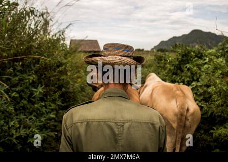 La valle dell'agricoltura tradizionale e biologica a Cuba. La valle di Vinales è ancora protetta ecologicamente ed è famosa per le colline boscose e l'agricoltura tradizionale e biologica./Eyepix Group (Credit Image: © Martin Bertrand/eyepix via ZUMA Press Wire) SOLO PER USO EDITORIALE! Non per USO commerciale! Foto Stock