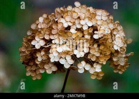 Hydrangea, Deadhead, Dry, Flower, Dead Head Bigleaf Hydrangea, French Hydrangea, Seeds, Hydrangea macrophylla, close up Foto Stock