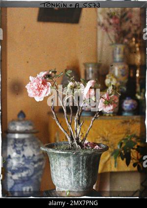 Hà-Dông, Tonkin, Indocina una peonia della Cina che fioriva ai piedi dell'altare degli antenati in occasione della festa del Têt , Léon Busy in Indocina Foto Stock