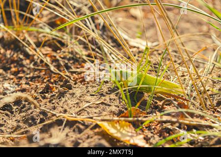 Cavalletta verde in erba. Locuste verdi in erba gialla e foglie autunnali. Foto Stock