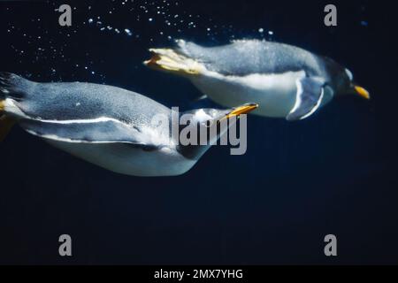 Un paio di pinguini gentoo (pygoscelis papua) che nuotano sommersi Foto Stock