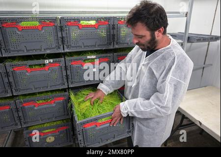 ISRAELE, Hargol FoodTech è la prima fattoria di allevamento di cavallette al mondo per l'estrazione di proteine, cavallette hanno un elevato contenuto proteico, l'erba di grano è il mangime per i cavallette Foto Stock