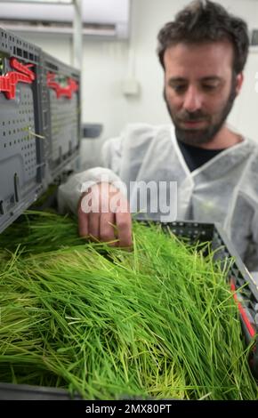 ISRAELE, Hargol FoodTech è la prima fattoria di allevamento di cavallette al mondo per l'estrazione di proteine, cavallette hanno un elevato contenuto proteico, l'erba di grano è il mangime per i cavallette Foto Stock