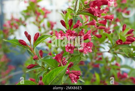 Fiori rossi di Bristol standard rubino weigela in giardino. Estate e primavera. Foto Stock