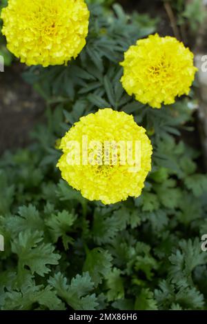 Fiori gialli di Tagetes erecta nel giardino. Estate e primavera. Foto Stock