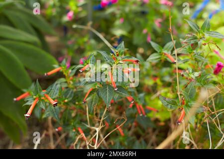 Fiori rossi lamiaceae salvia elegans tangerine nel giardino. Estate e primavera Foto Stock