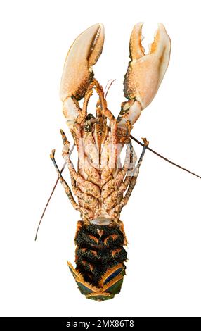 Lubrogante di aragosta, crudo con caviale nero isolato su fondo bianco Foto Stock