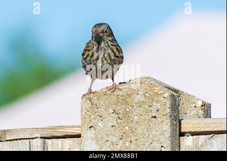 Fauna selvatica urbana uccello giardino, giovanile dunnock, Prunella modulo Foto Stock