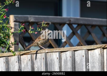 Fauna selvatica urbana uccello giardino, giovanile dunnock, Prunella modulo Foto Stock