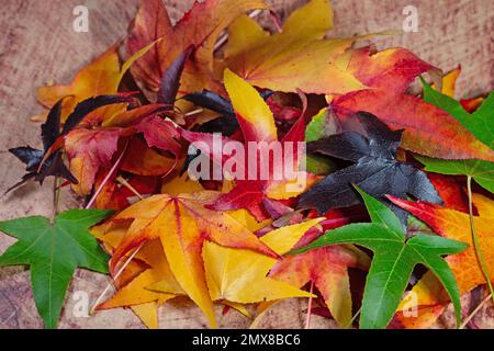 Foglie colorate dell'albero di dolcifico americano in autunno Foto Stock