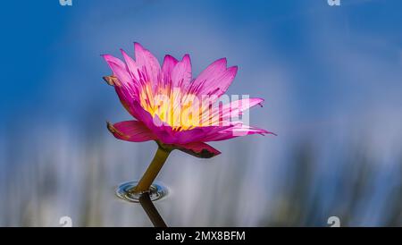 Rosa con centro giallo giglio d'acqua in acqua blu Foto Stock