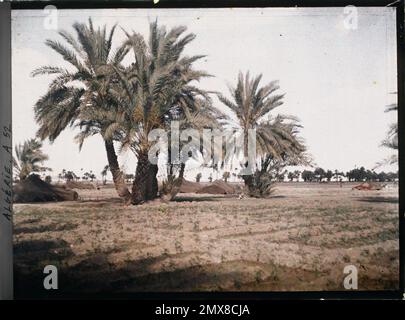 Oasis de Biskra, culture algerine, palme e tende nomadi, ai margini dell'oasi , 1909 o 1910 - Algeria, Tunisia - Jules Gervais - Courtellemont e Souvieux Foto Stock